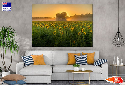 Sunflower Field Sunset Photograph Print 100% Australian Made