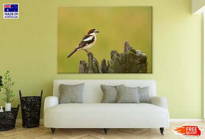 Red Headed Shrike Bird on Wood Photograph Print 100% Australian Made