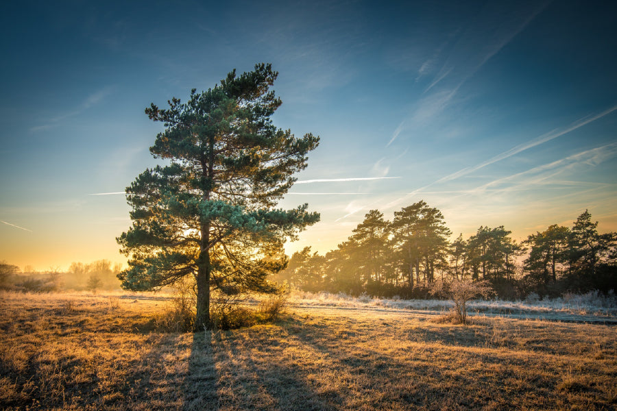 Alone Tree on Field Sunrise View Photograph Print 100% Australian Made