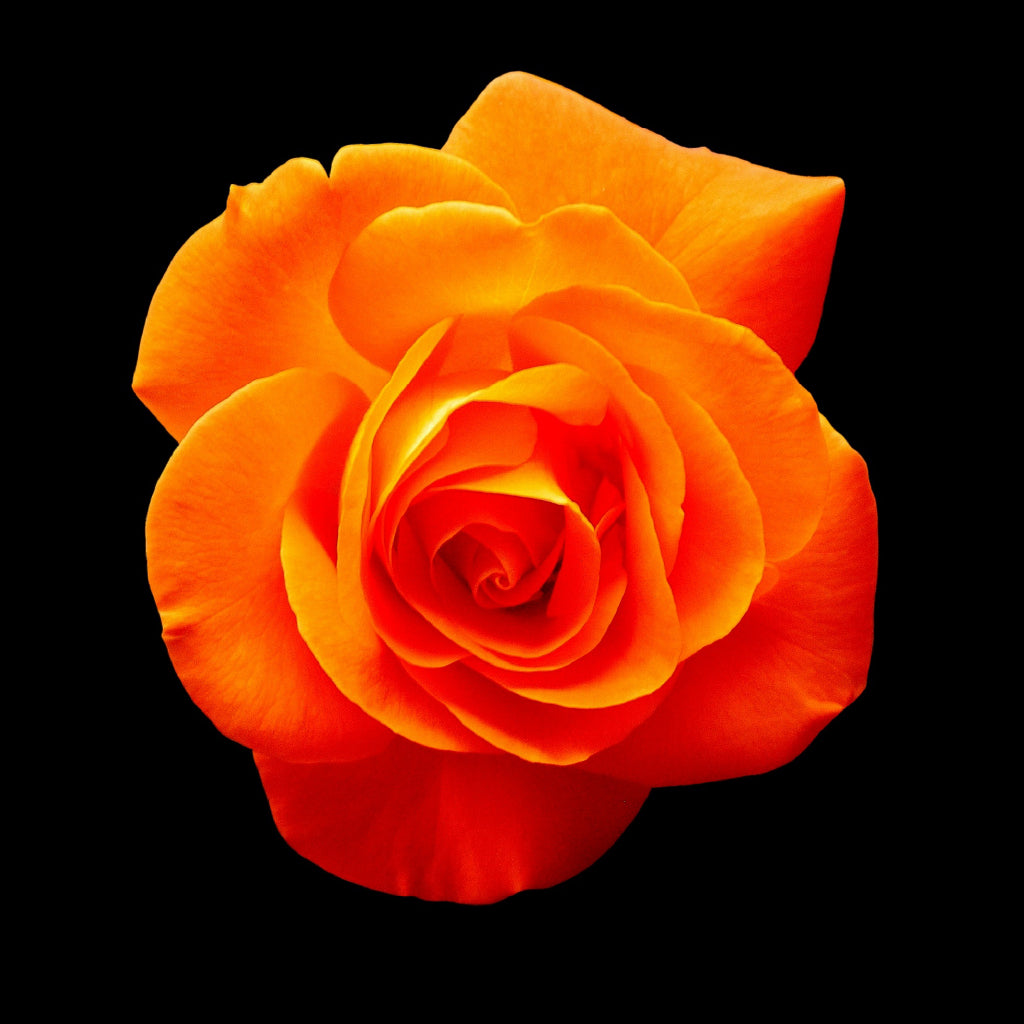 Square Canvas Orange Rose Dark Photograph High Quality Print 100% Australian Made