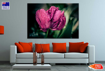 Maroon Tulip Flower Closeup View Photograph Print 100% Australian Made