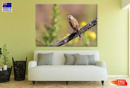 Young Bird on Branch Closeup View Photograph Print 100% Australian Made