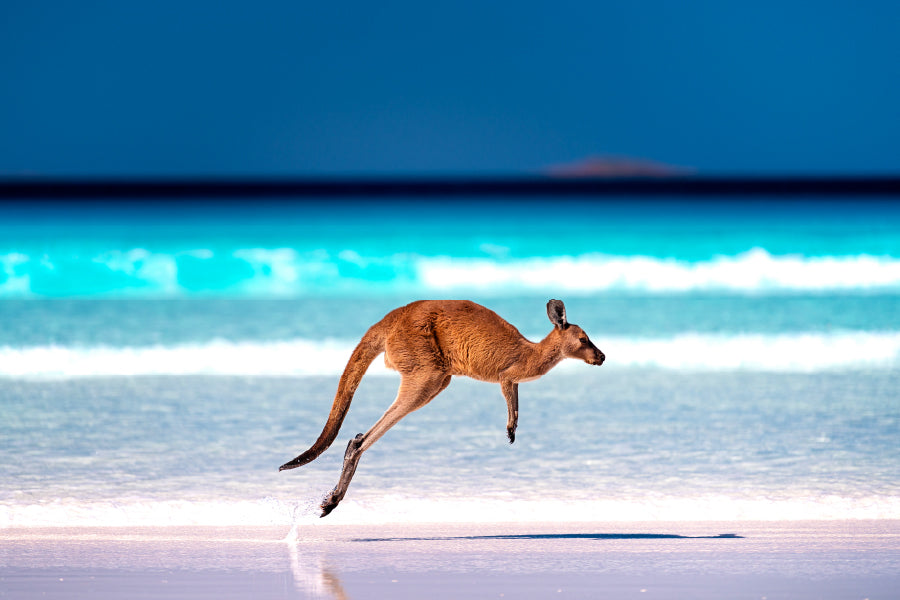 Kangaroo Jumping & Lucky Bay View Photograph Print 100% Australian Made