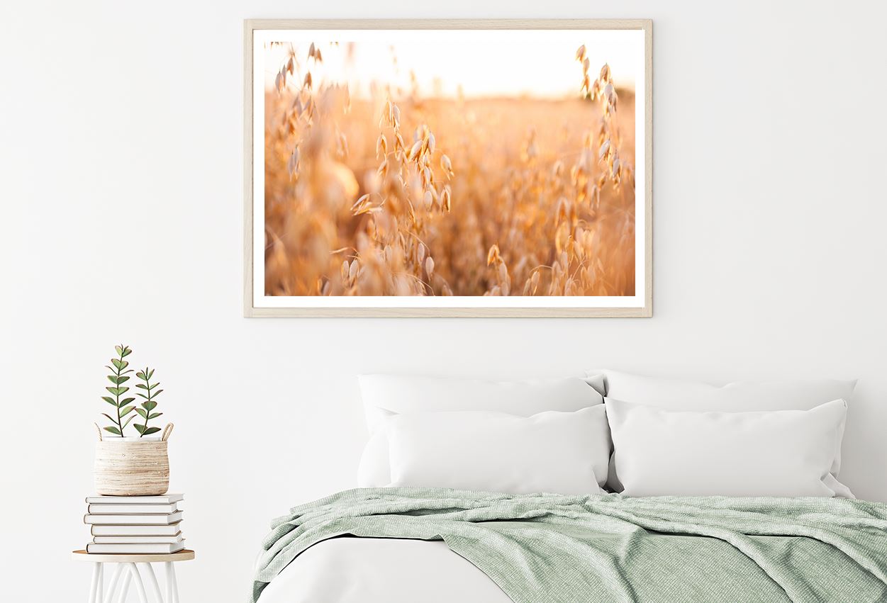 Oat Plants Field Closeup View Photograph Home Decor Premium Quality Poster Print Choose Your Sizes