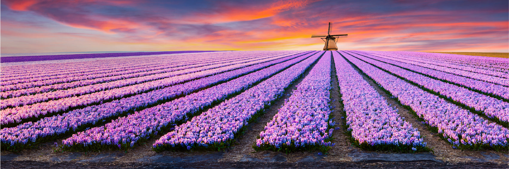 Panoramic Canvas Pink Hyacinth Field View Photograph High Quality 100% Australian Made Wall Canvas Print Ready to Hang