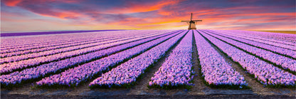 Panoramic Canvas Pink Hyacinth Field View Photograph High Quality 100% Australian Made Wall Canvas Print Ready to Hang