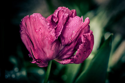 Maroon Tulip Flower Closeup View Photograph Home Decor Premium Quality Poster Print Choose Your Sizes