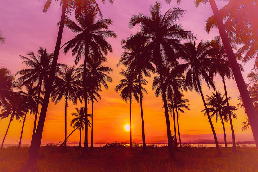 Coconut Palm Trees at Sunset View Photograph Home Decor Premium Quality Poster Print Choose Your Sizes