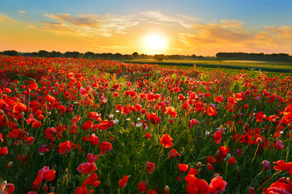 Red Poppy Field & Sunset Sky Scenery View Photograph Print 100% Australian Made