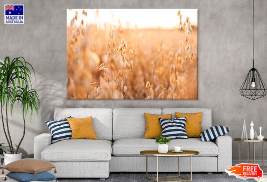 Oat Plants Field Closeup View Photograph Print 100% Australian Made