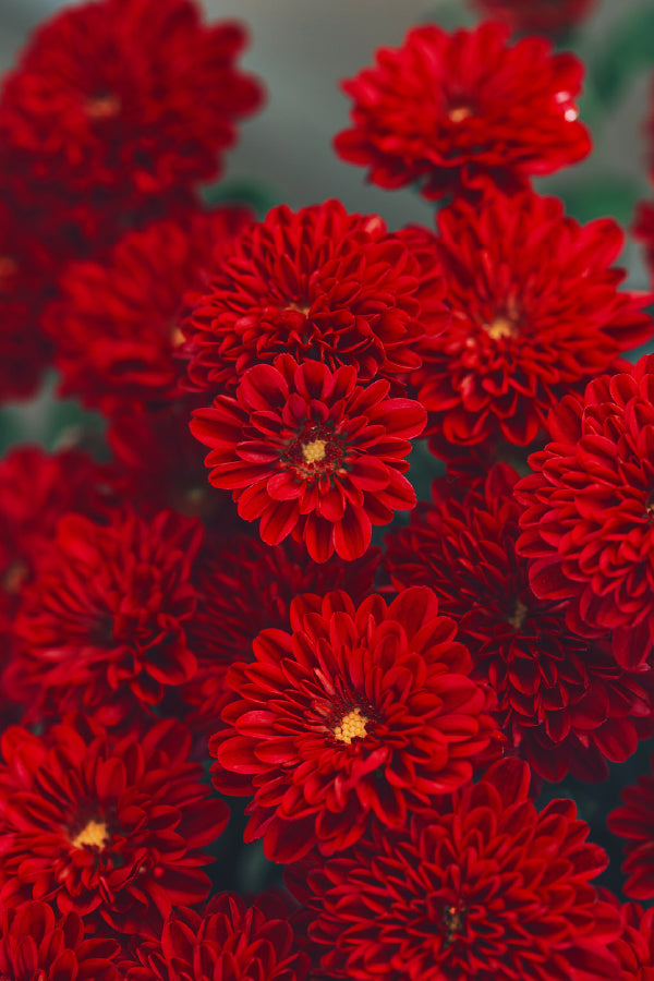 Red Chrysanthemum Flowers View Photograph Print 100% Australian Made