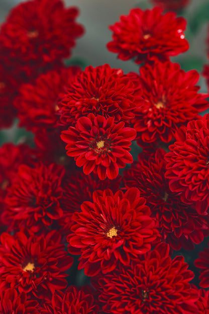 Red Chrysanthemum Flowers View Photograph Print 100% Australian Made