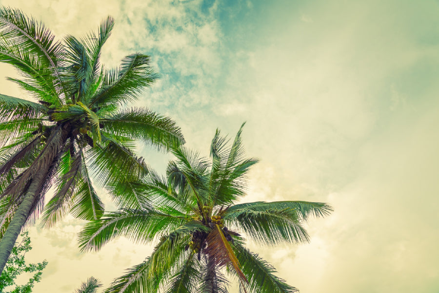 Palm Trees with Cloudy Sky View Photograph Home Decor Premium Quality Poster Print Choose Your Sizes