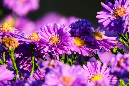 Magenta Aster Flowers Closeup View Print 100% Australian Made