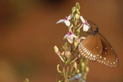 Butterfly with Flowers Closeup Photograph Print 100% Australian Made