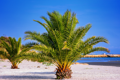 Palm Trees Near Sea Photograph Print 100% Australian Made