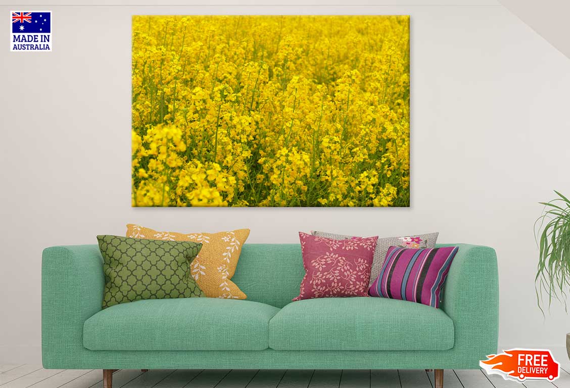 Wild Yellow Flower Field View Photograph Print 100% Australian Made