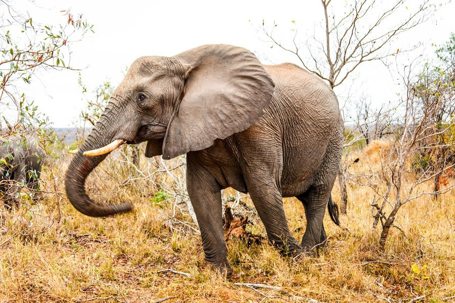 Elephant in Forest Closeup Photograph Print 100% Australian Made