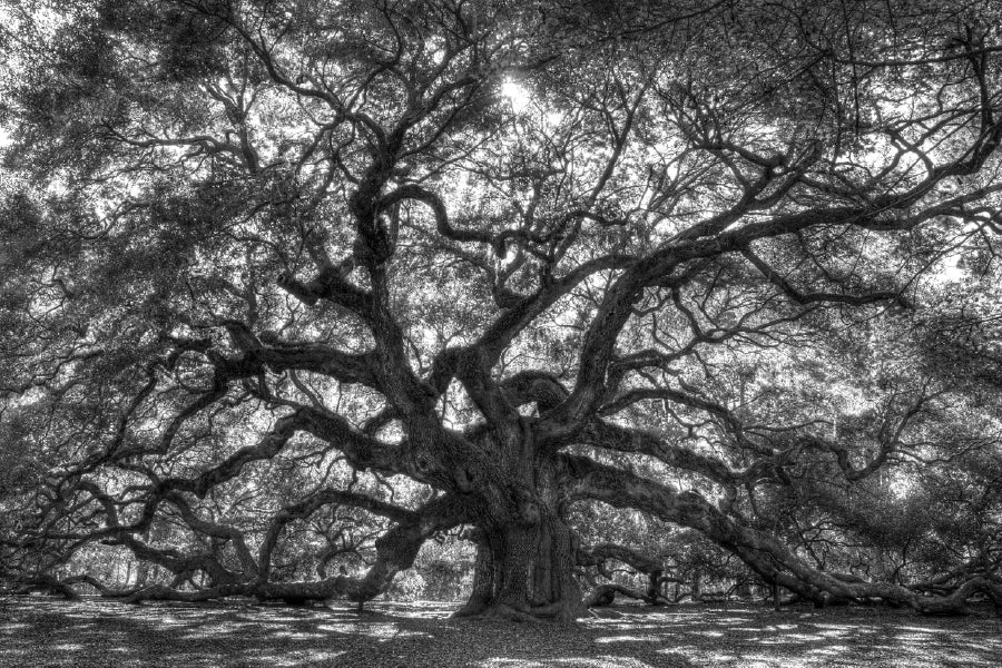 Old Tree with Branches B&W View Photograph Print 100% Australian Made