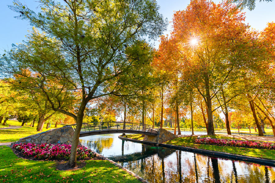 Autumn Trees in Rymill Park View Photograph Print 100% Australian Made