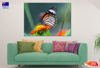 Butterfly on Orange Flower View Photograph Print 100% Australian Made