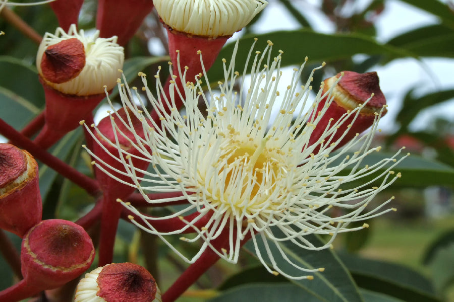 White Eucalyptus Flower Closeup Photograph Print 100% Australian Made