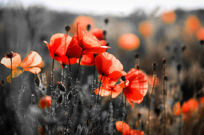 Orange Poppy Flowers Closeup View Photograph Print 100% Australian Made