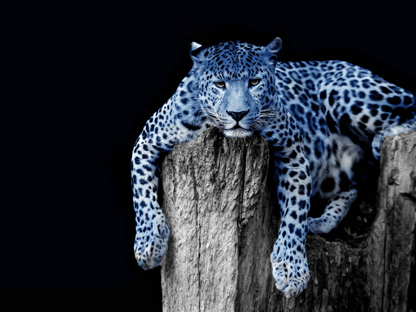 B&W & Blue Leopard Photograph Print 100% Australian Made