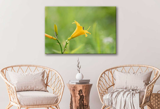 Bella Home Yellow Day Lilies Closeup Shot Print Canvas Ready to hang