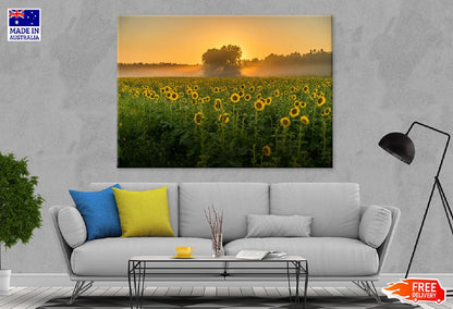 Sunflower Field Sunset Photograph Print 100% Australian Made