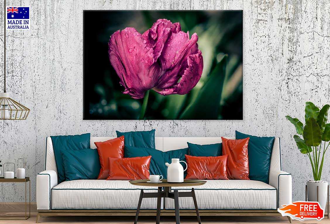 Maroon Tulip Flower Closeup View Photograph Print 100% Australian Made