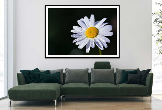 White Daisy Flower on Dark View Photograph Home Decor Premium Quality Poster Print Choose Your Sizes