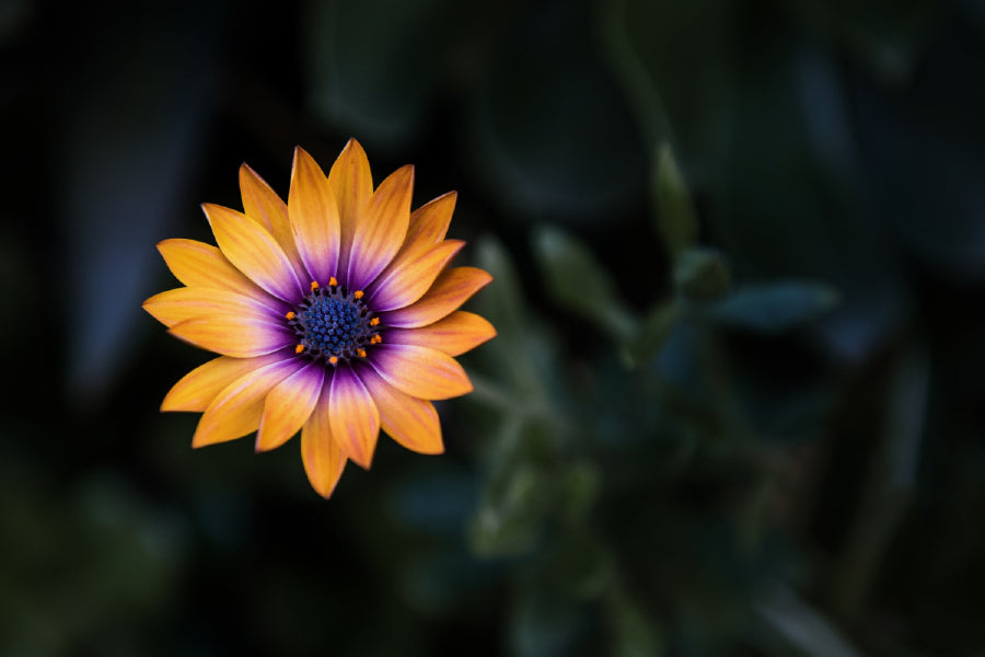 Bright Orange Purple Flower View Photograph Print 100% Australian Made