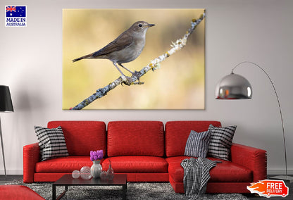 Small Sparrow on Tree Branch View Photograph Print 100% Australian Made