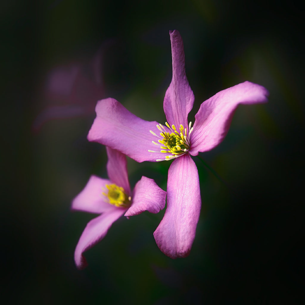 Square Canvas Pink Gentians Flower on Dark Photograph High Quality Print 100% Australian Made