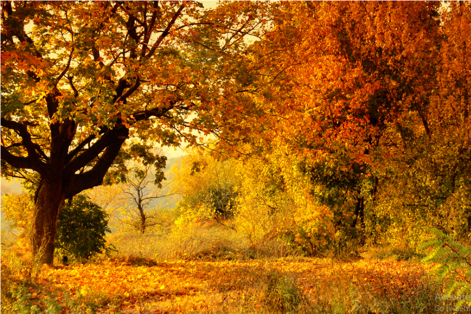 Autumn Forest Photograph Print 100% Australian Made