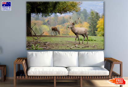 Deer Walking Photograph Print 100% Australian Made