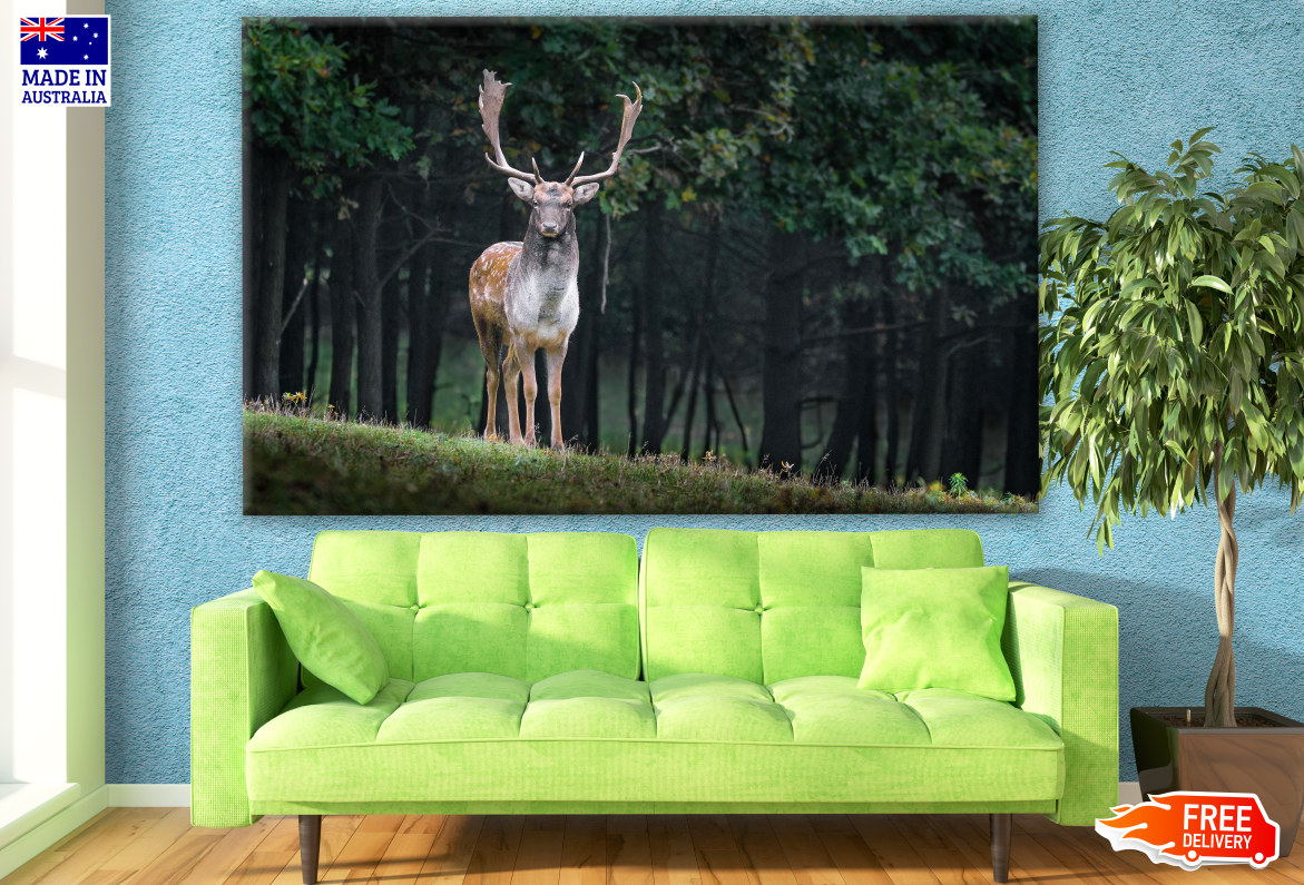 Deer in Forest Photograph Print 100% Australian Made