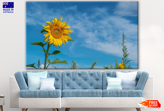 Sunflower Photograph Print 100% Australian Made