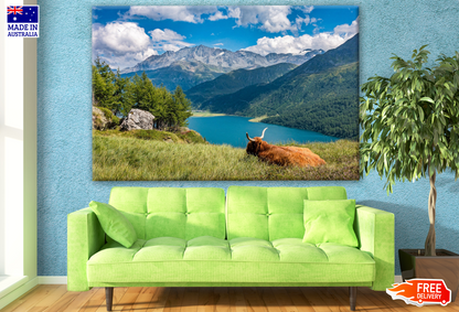 Stunning Nature Scenery View with Highland Cow Photograph Print 100% Australian Made