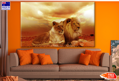 Lion Couple Photograph Print 100% Australian Made