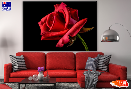 Rose Flower Closeup Photograph Print 100% Australian Made