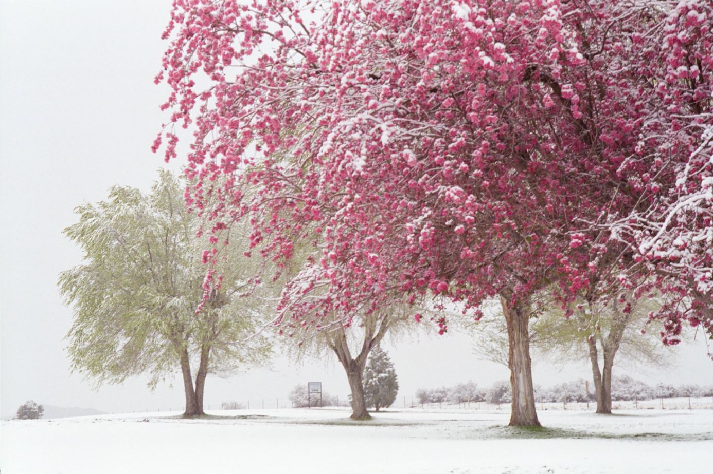 Floral Tree Forest on Snow Home Decor Premium Quality Poster Print Choose Your Sizes