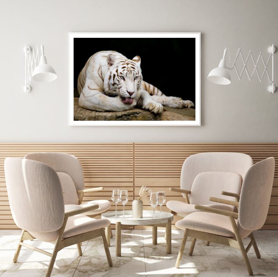 White Tiger Closeup Photograph Home Decor Premium Quality Poster Print Choose Your Sizes