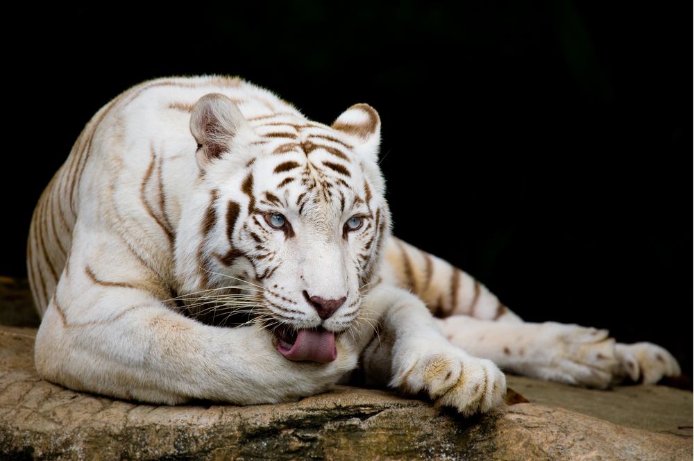 White Tiger Photograph Print 100% Australian Made