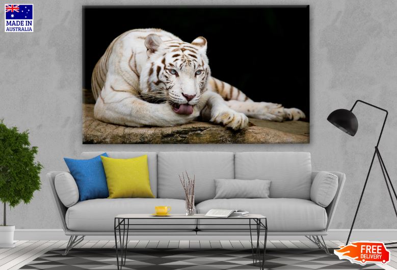 White Tiger Photograph Print 100% Australian Made