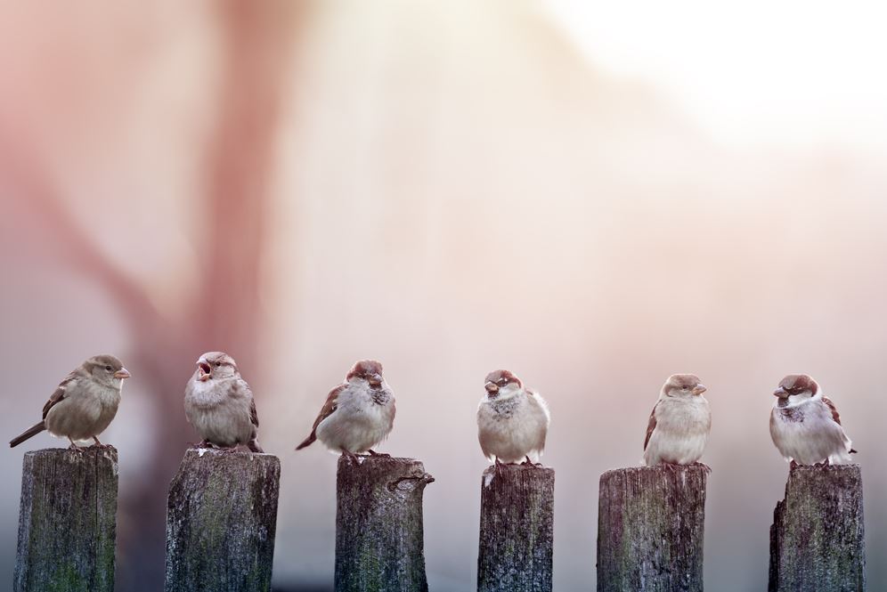 Bird on a Wooden Fence Photograph Print 100% Australian Made