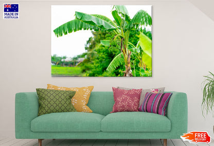 Banana Tree Closeup View Photograph Print 100% Australian Made