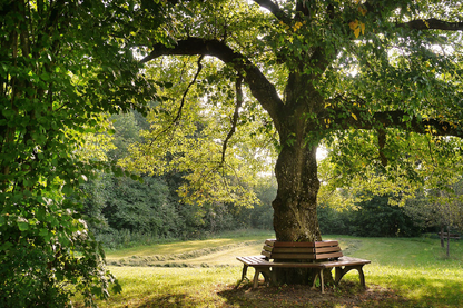 Bench Under Tree Photograph Print 100% Australian Made