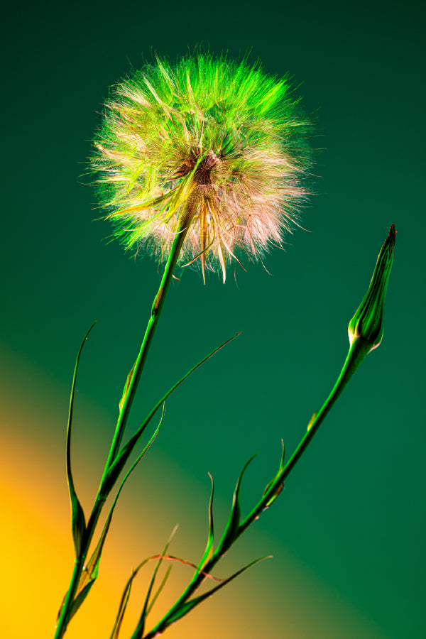 Dandelion over Dark Green Design Home Decor Premium Quality Poster Print Choose Your Sizes